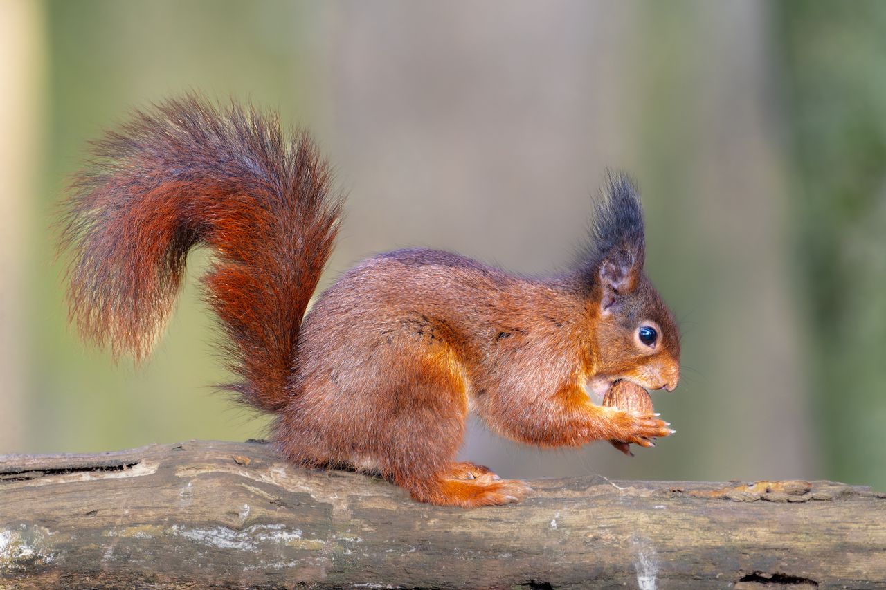 red squirrel sitting on tree branch holding and eating a nut in nature