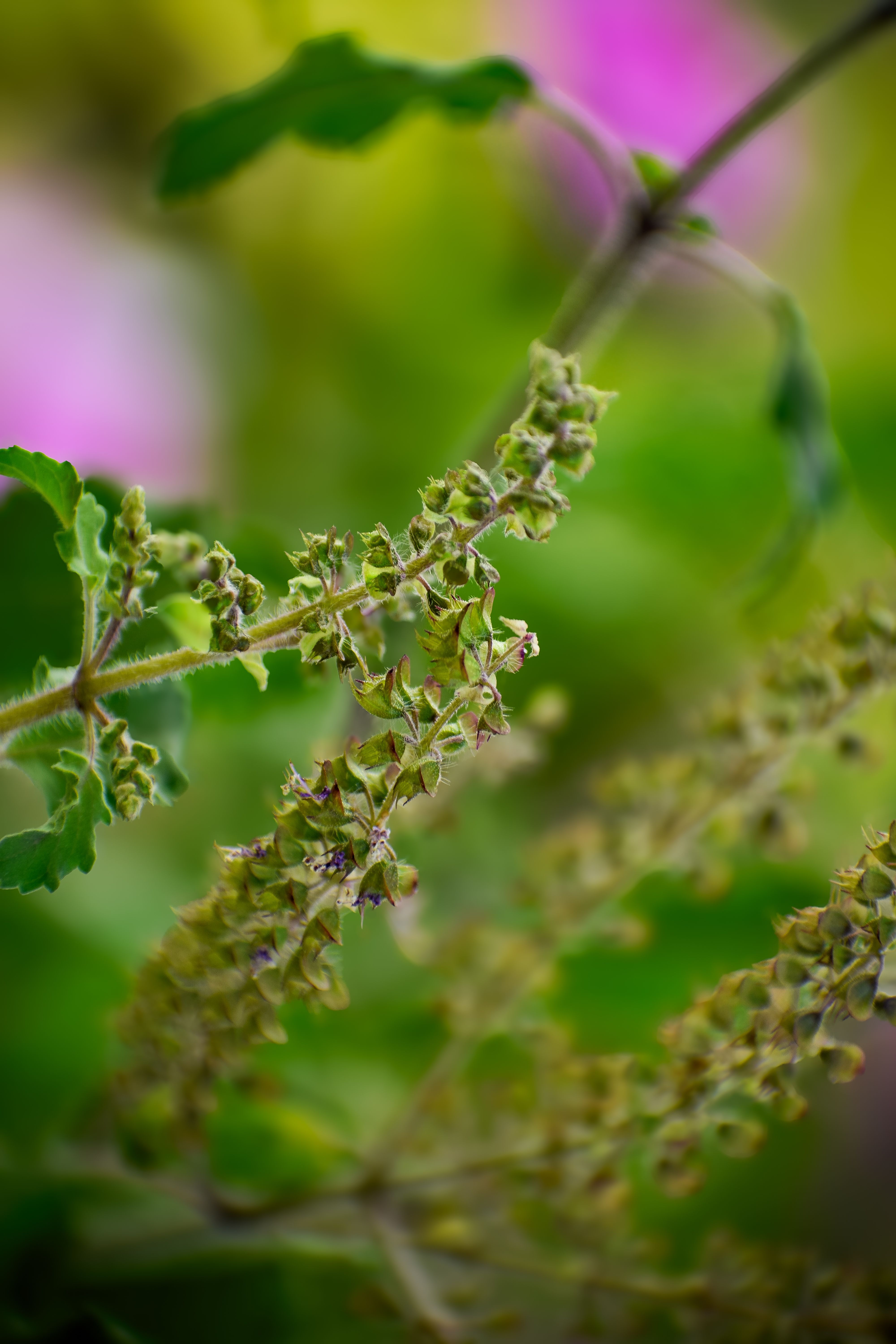 Detailed close-up of basil plant branches and seed pods against a blurred green and pink background.