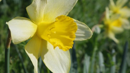 Free stock photo of daffodils, yellow Stock Photo