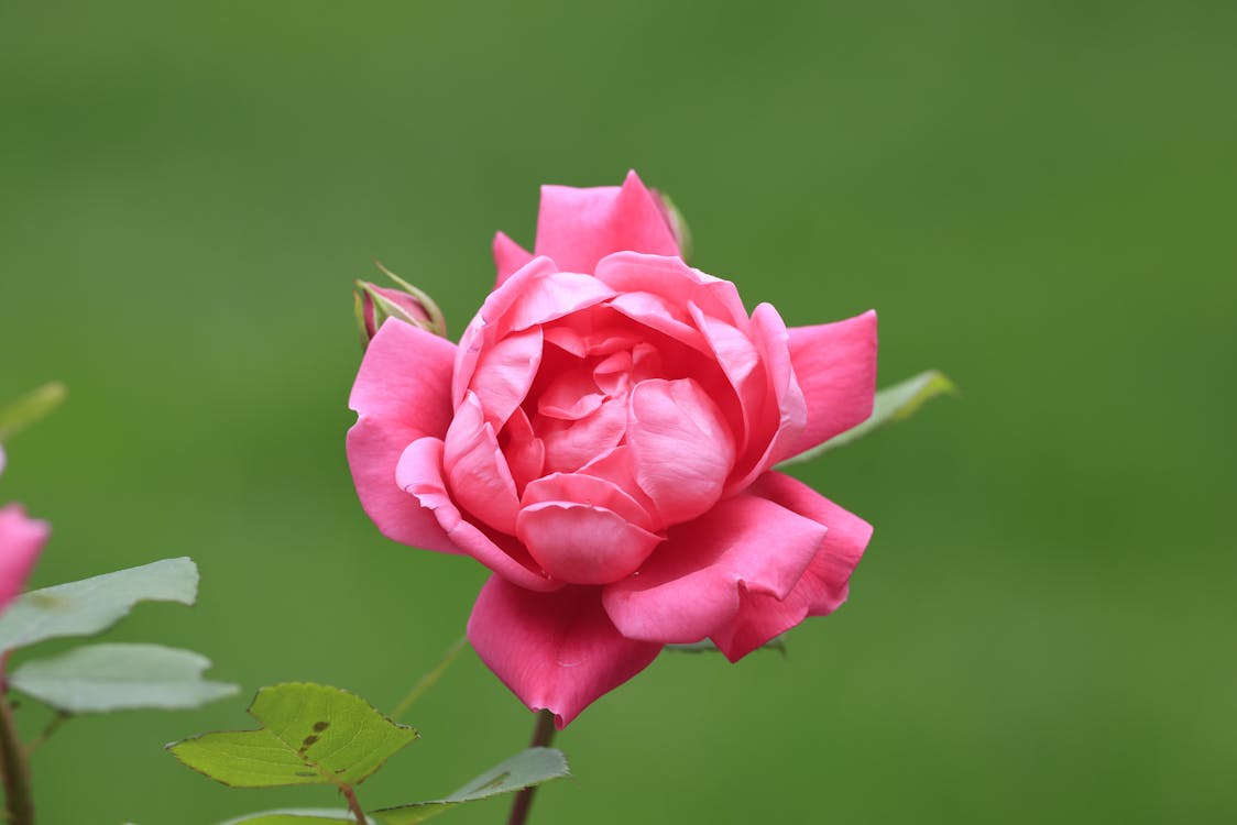 Foto stok gratis berbunga, berwarna merah muda, bunga