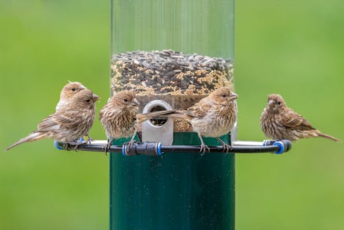 A group of birds sitting on a bird feeder