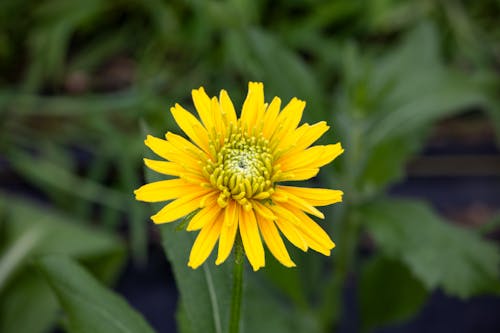Immagine gratuita di fiori, giallo, hd
