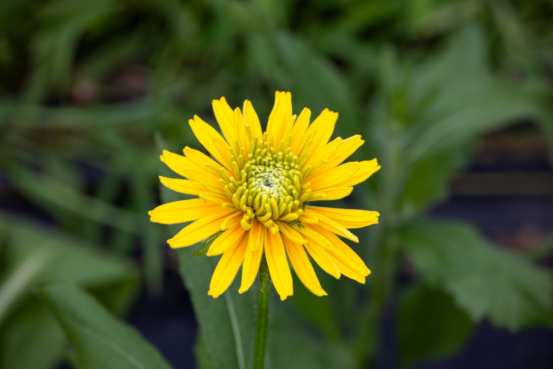 Foto d'estoc gratuïta de flors, fons de pantalla, groc