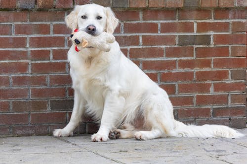 A white dog sitting on a brick wall holding a toy