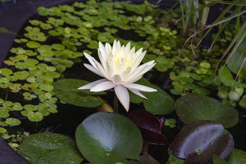 Immagine gratuita di acqua lilly, bianco, fiori