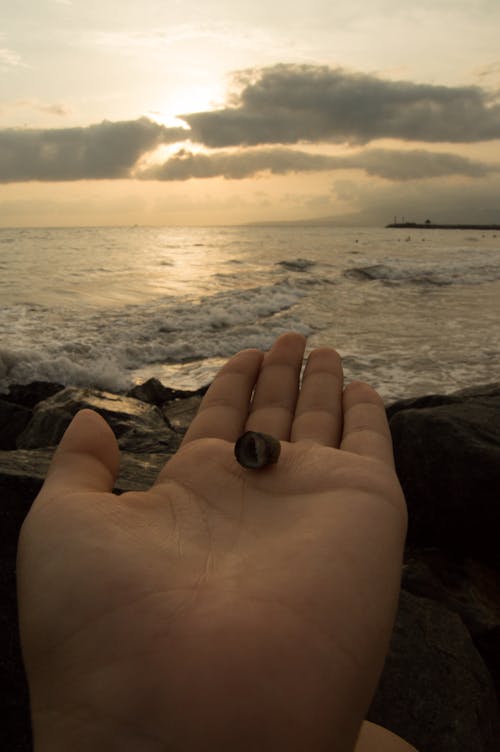 Free stock photo of animal, beach, clouds