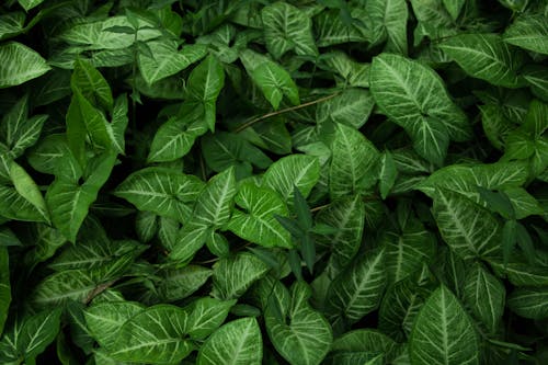 grátis Plantas De Folha Verde Foto profissional