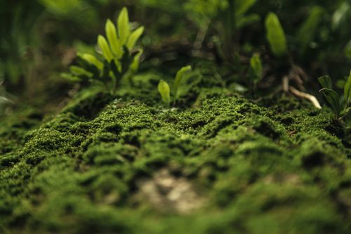 Free Vibrant green moss and young foliage flourish in a natural setting. Stock Photo