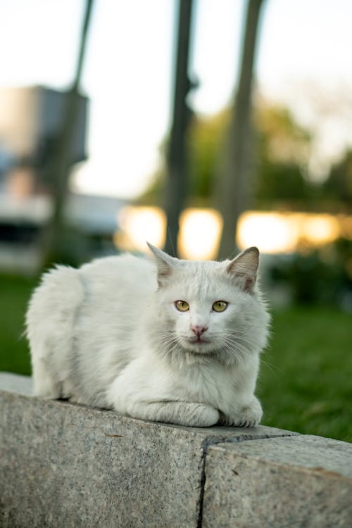 Kostnadsfri bild av djurfotografi, husdjur, katt