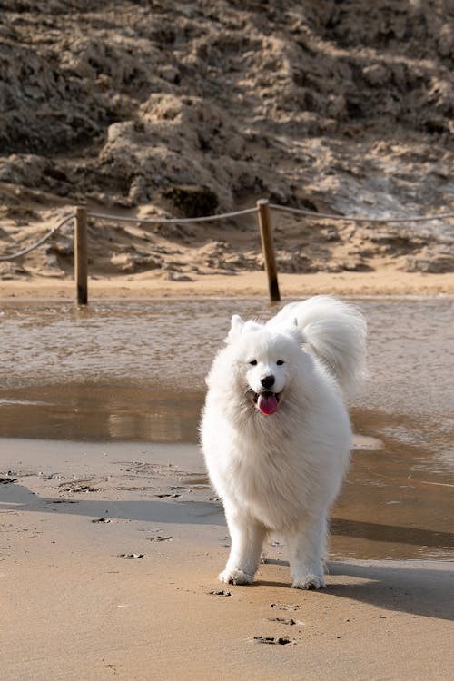 A white dog walking on the beach with sand in the background