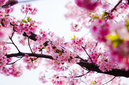 Безкоштовне стокове фото на тему «весна, Вибірковий фокус, Вишня»