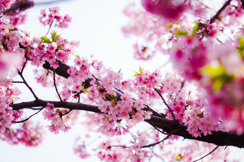 A close up of a pink cherry blossom tree