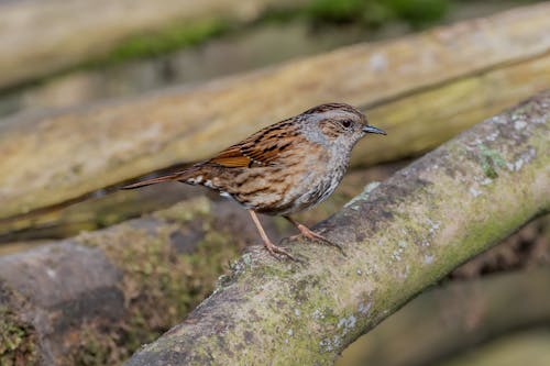 A small brown bird sitting on a branch