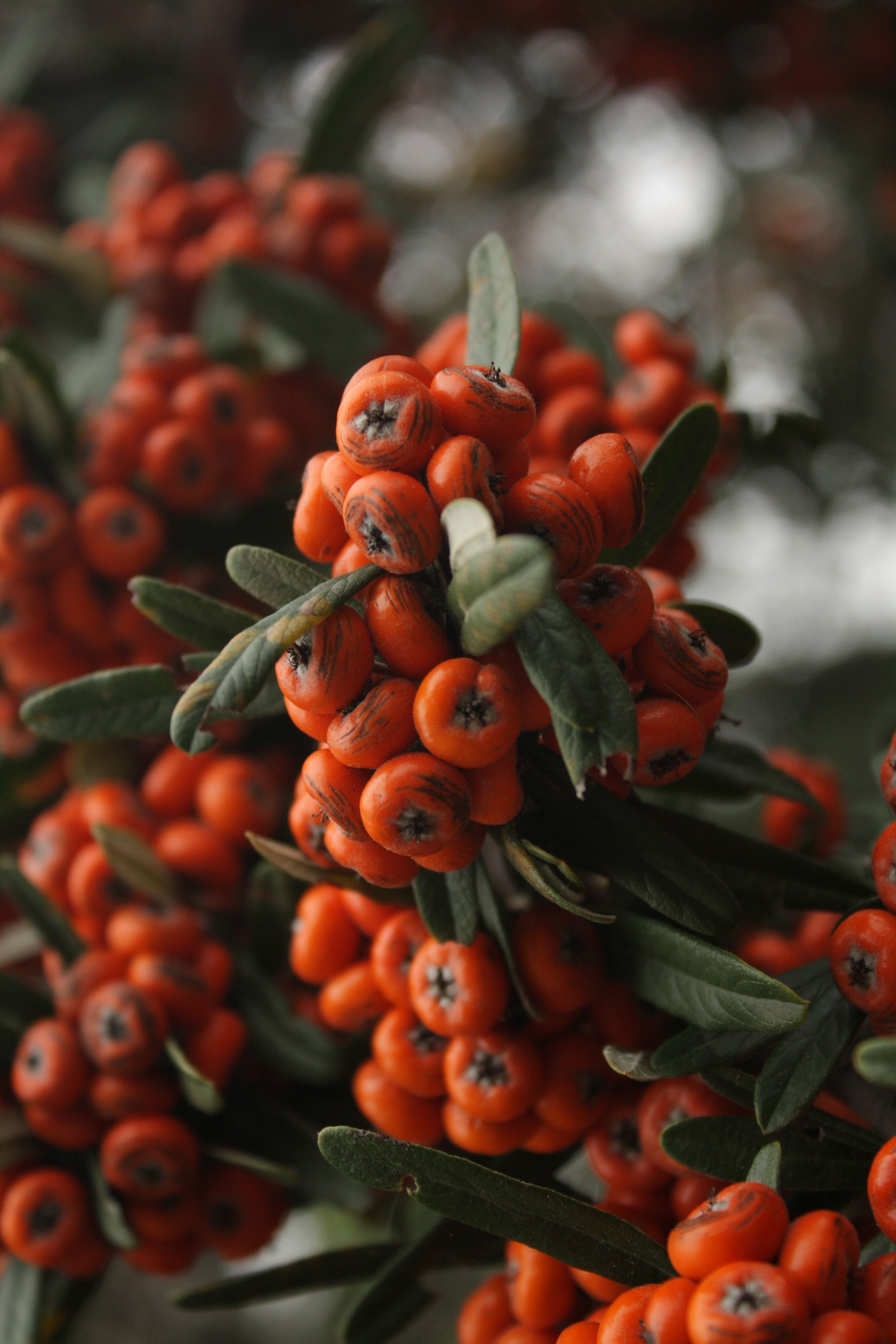 Susser Berries Photos, Download The BEST Free Susser Berries Stock ...