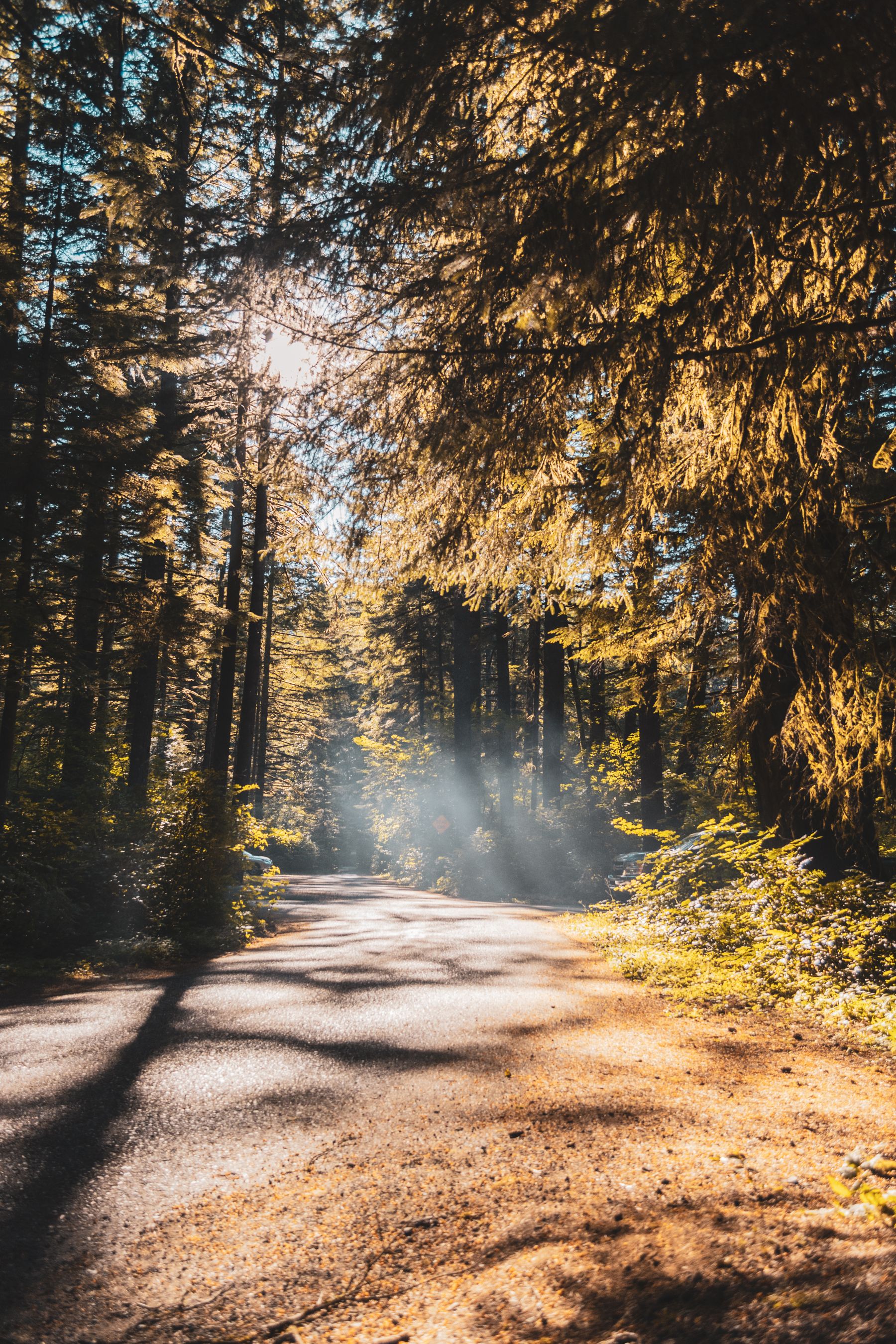 Sunlight filtering through a quiet evergreen path