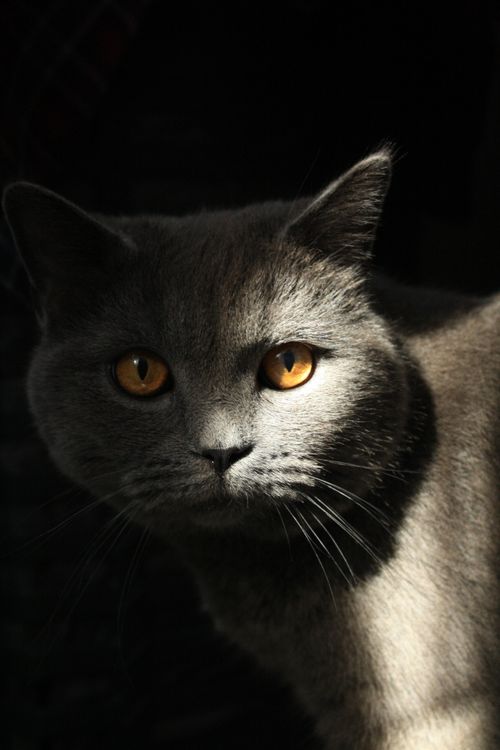 Free A captivating close-up of a British Shorthair cat with golden eyes on a dark background. Stock Photo