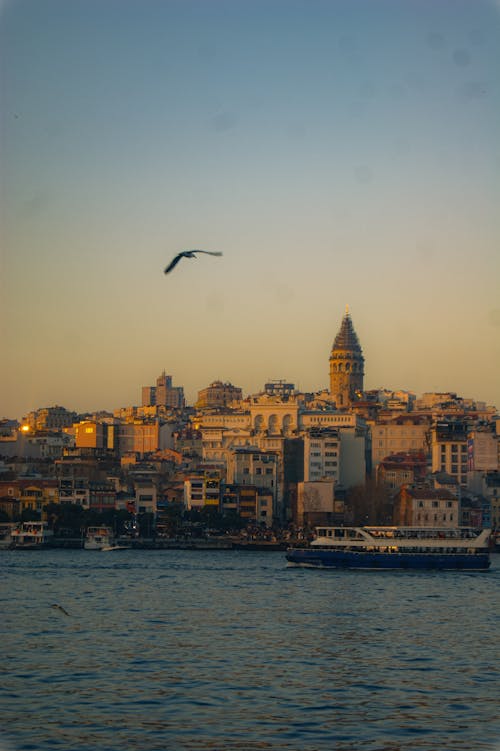 Kostnadsfri bild av bosphorus sundet, byggnader, fågel