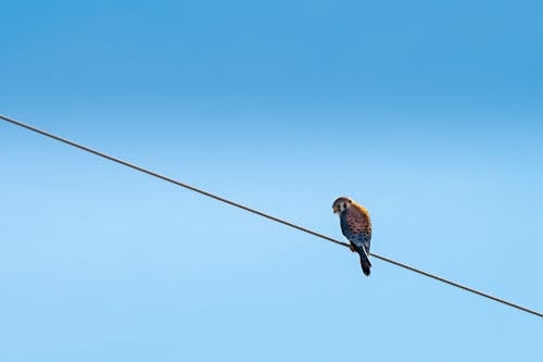 Bird Perching On Wire