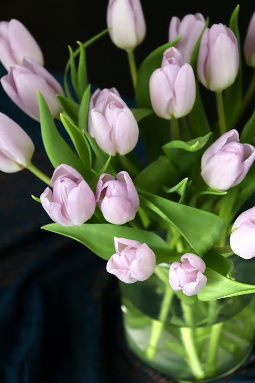 A vase filled with purple tulips on a table