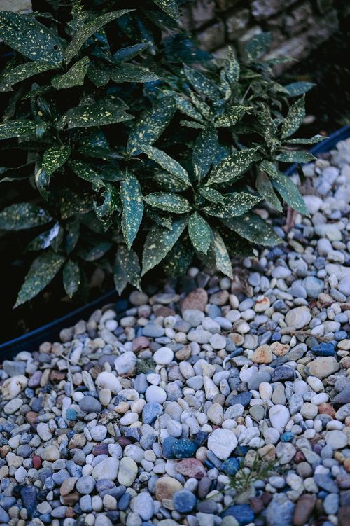 Free Lush green plant with variegated leaves above decorative garden stones. Stock Photo