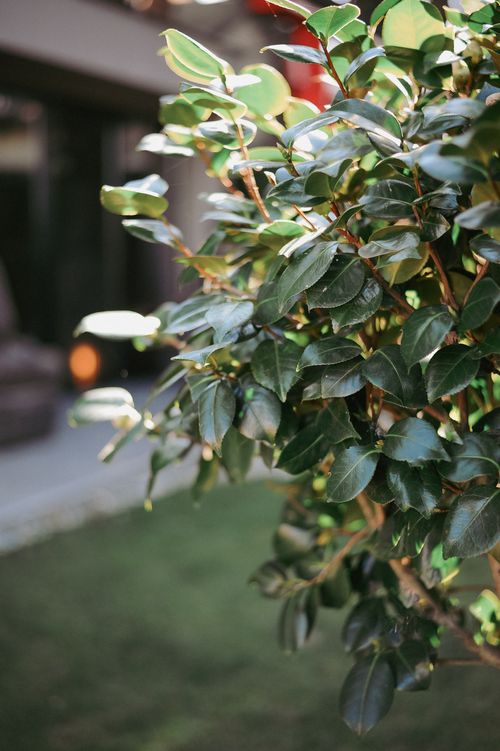 Free A detailed close-up shot of a lush green shrub with vibrant leaves in a garden setting. Stock Photo