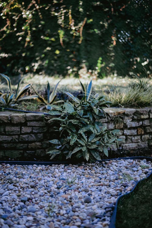 Photo of a Part of a Garden with Pebbles on the Ground and Plants on a Wall 
