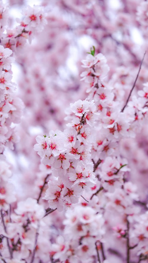 セレクティブフォーカス, チェリー, ピンクの花の無料の写真素材