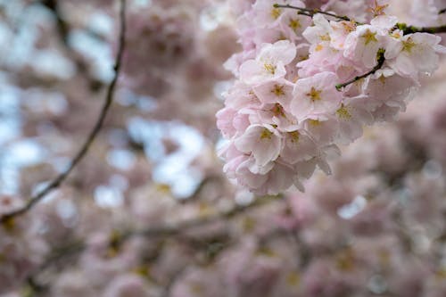 Cherry blossoms in bloom