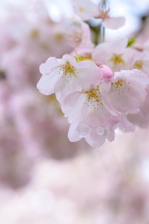 คลังภาพถ่ายฟรี ของ กำลังบาน, ดอกไม้สีชมพู, ต้นเชอร์รี่