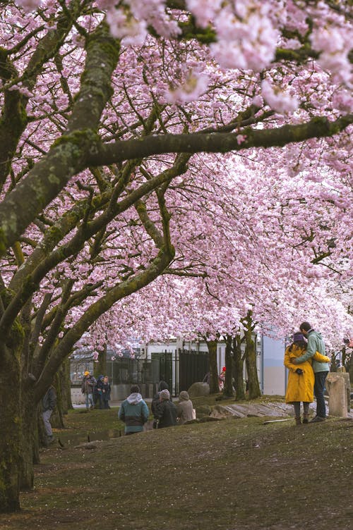 A couple walking under a tree with pink blossoms