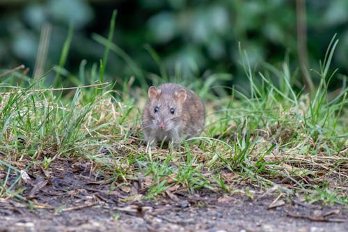 Foto d'estoc gratuïta de rata, ratolí, rosegador