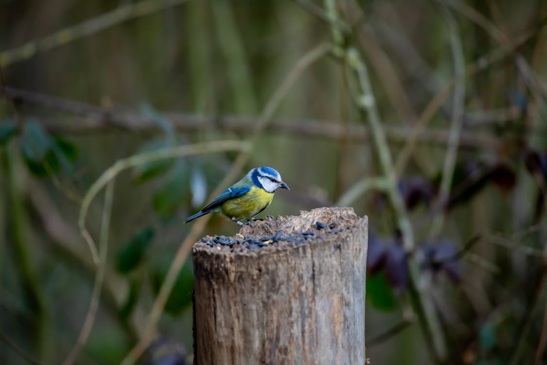 Безкоштовне стокове фото на тему «блакитна синиця, пень, птах»