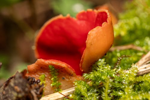 Kostenloses Stock Foto zu fungi, pilz, rot