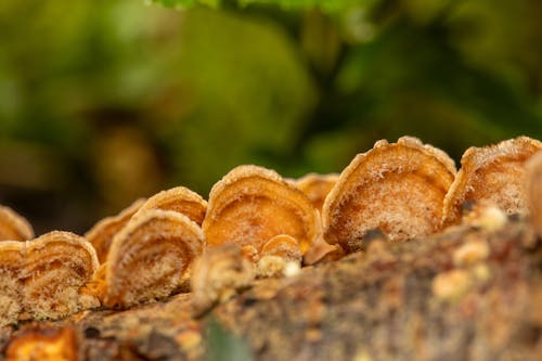 Gratis stockfoto met fungus, paddenstoel, rood