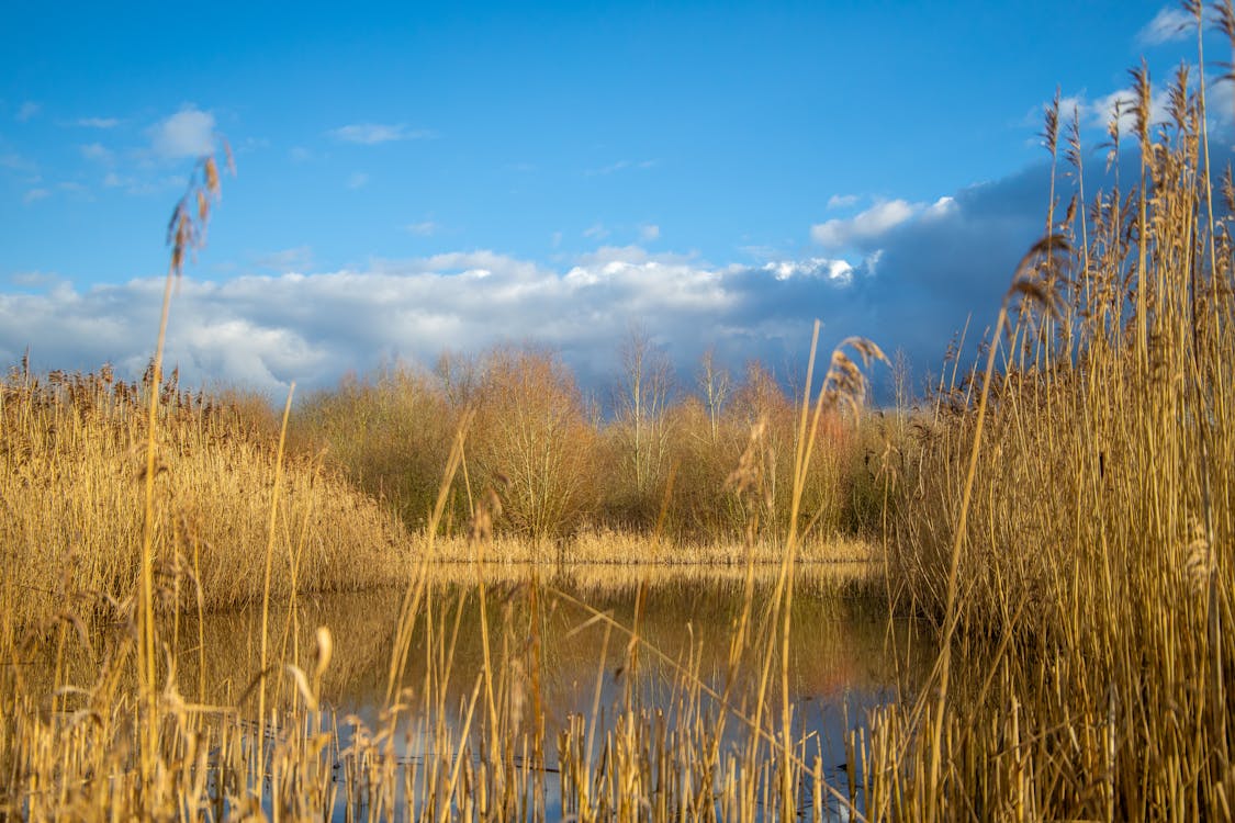 Základová fotografie zdarma na téma jezero, kachny, middleton