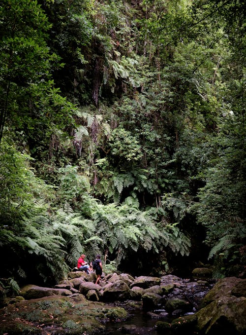 People Hiking in Forest