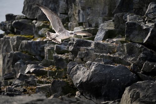 Seagull Flying over Rocks on Coast