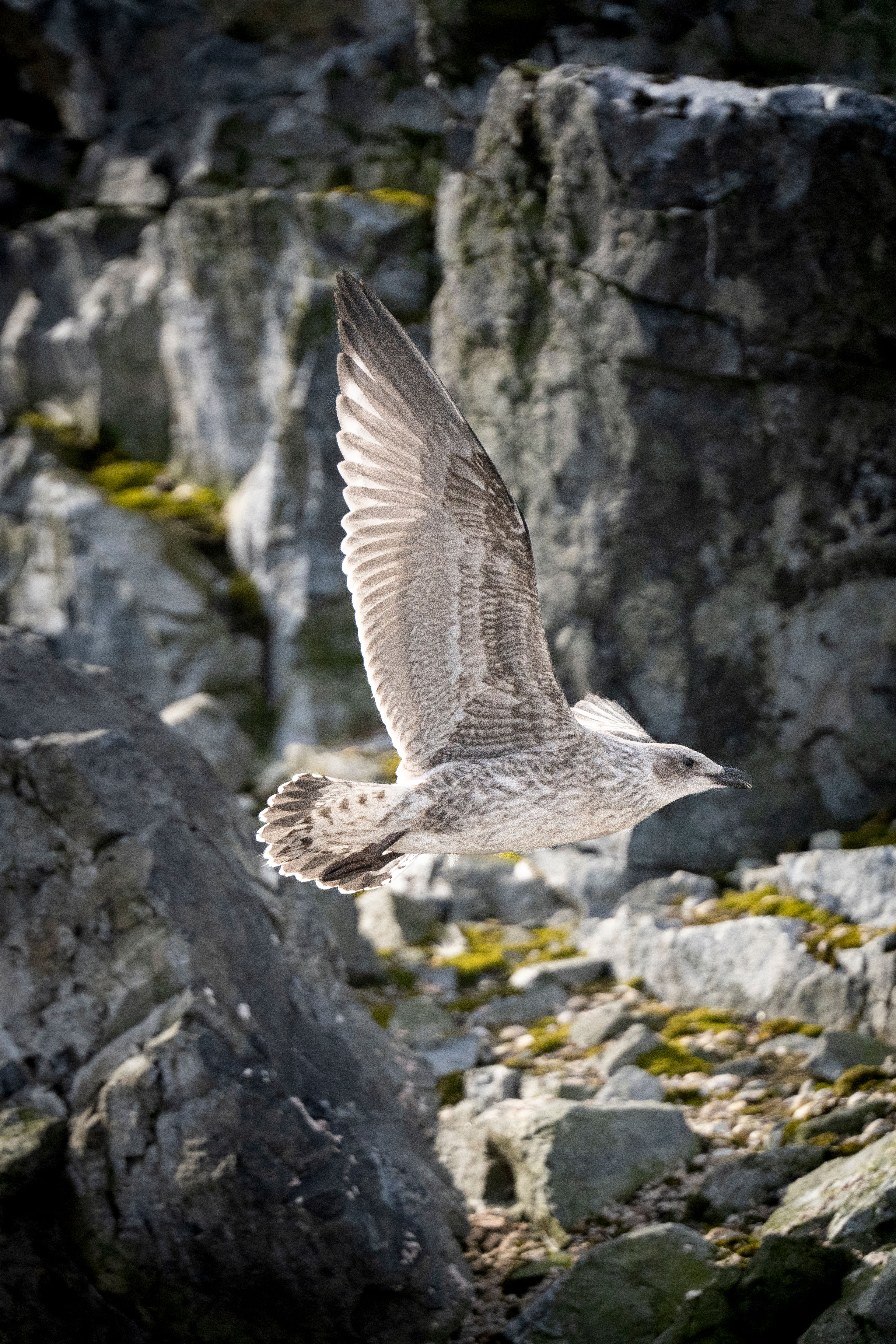 Seagull Flying among Rocks · Free Stock Photo