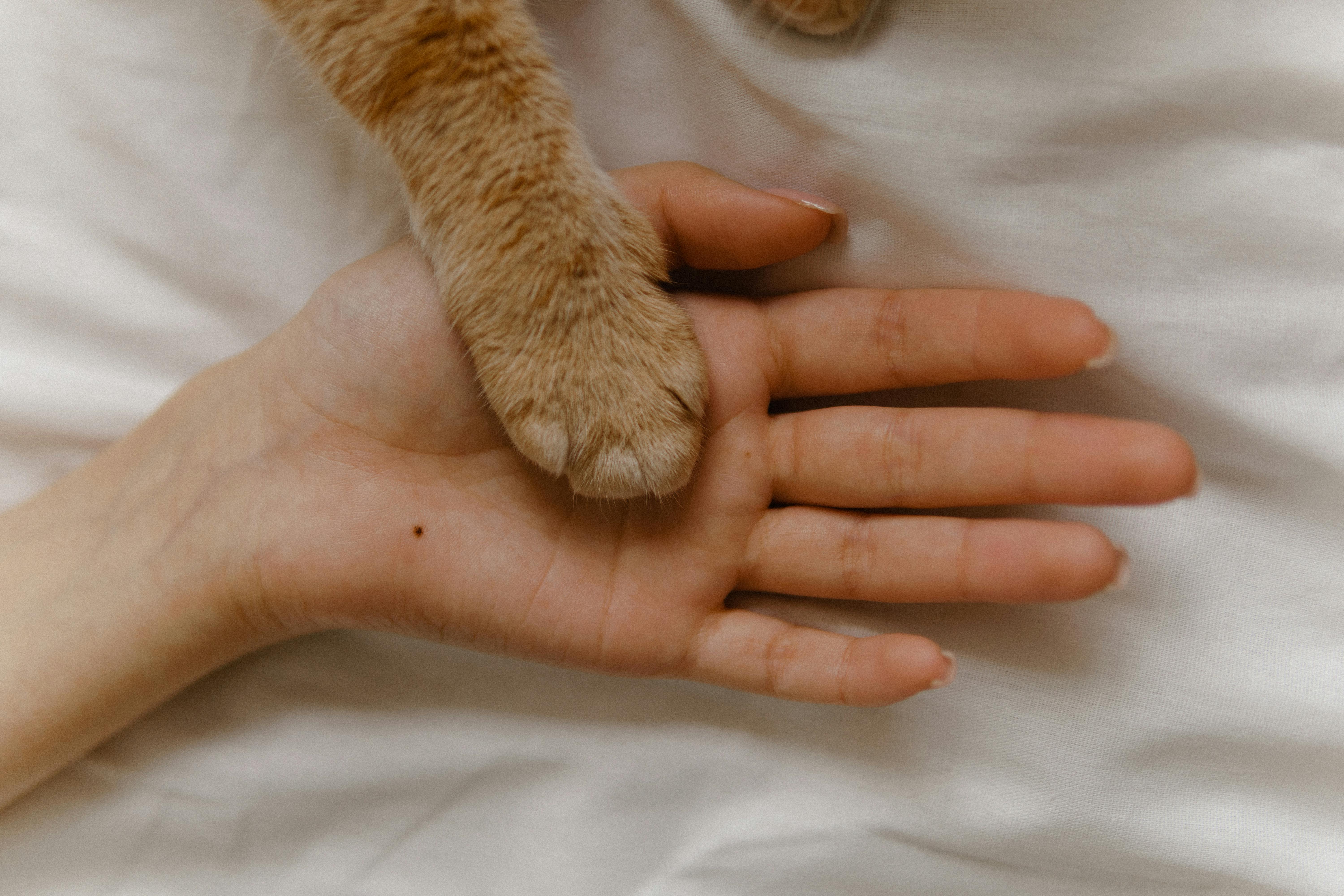 A person holding a cat's paw on their hand