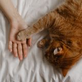 James T. and Dad to Mochi, a curious Tabby cat