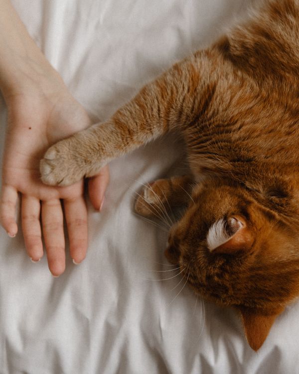 Professional clinical pet care and checkup