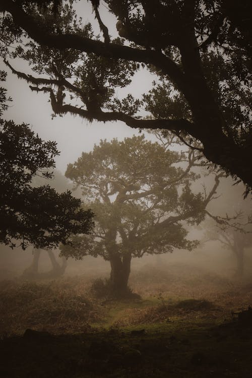 A foggy forest with trees and fog