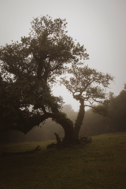 Fotos de stock gratuitas de árbol, bosque, césped