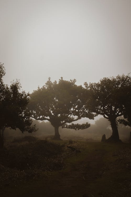 Gratis stockfoto met bomen, dageraad, mist