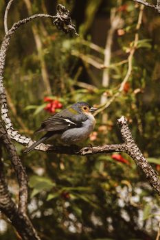 bird photo