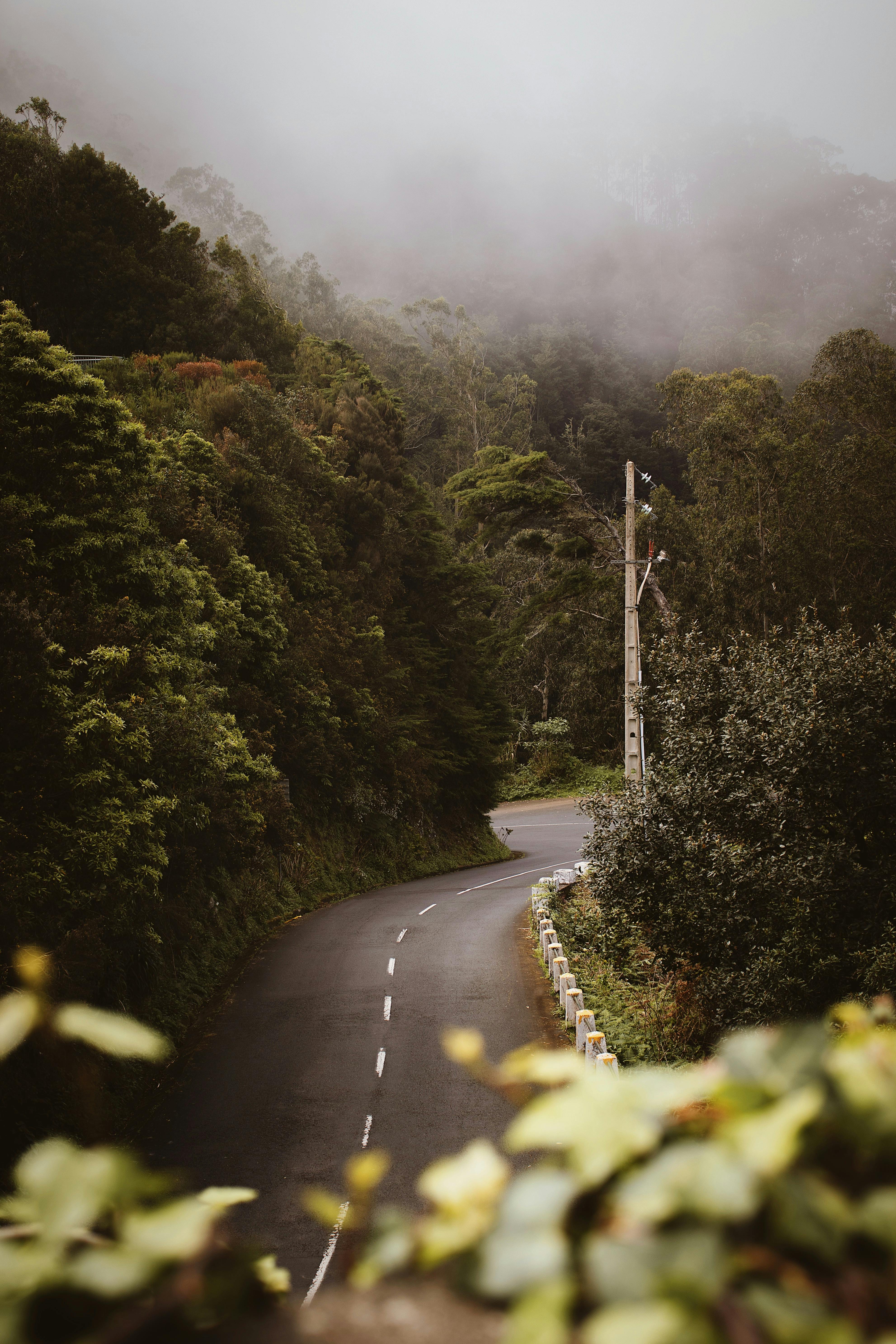 A scenic winding road in Madeira, Portugal surrounded by fog and greenery.