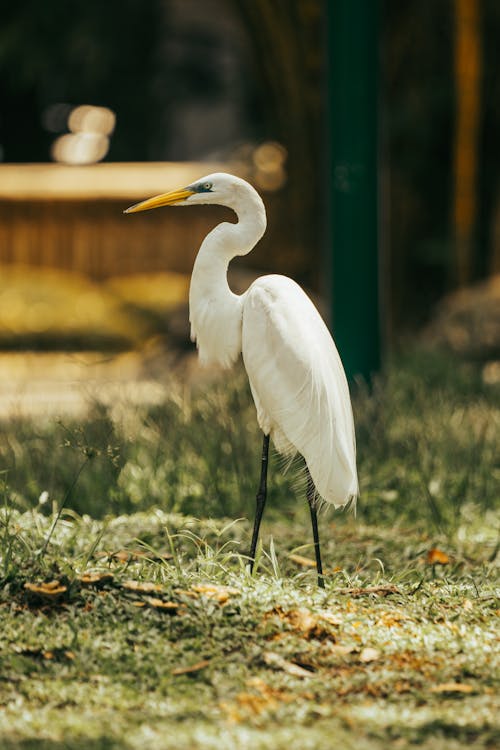 Photo of a White Egret Standing on Grass
