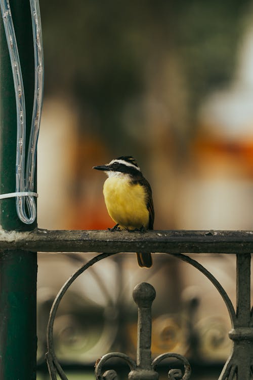 A bird is sitting on a metal railing