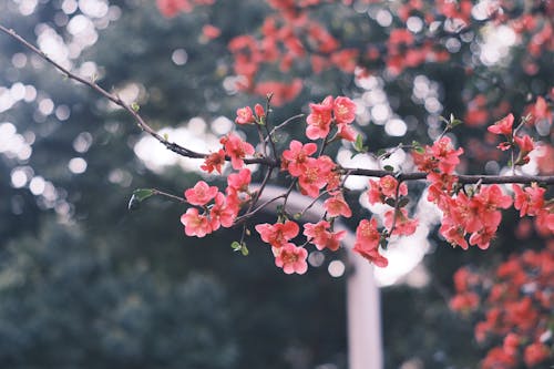 Foto stok gratis berkembang, bunga-bunga, bunga-bunga merah muda