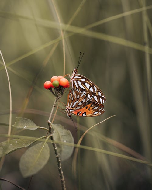 A butterfly sitting on a plant with berries